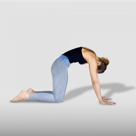 demonstration of Cat pose or Marjariasana in sanskrit