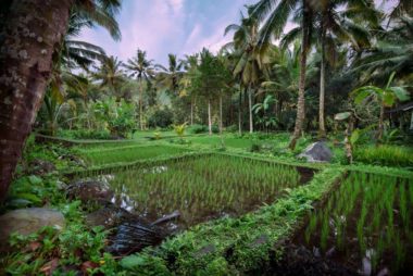 Sidemen Rice field at the front of the shala